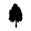 Silhouette birch icon tree flora Royalty Free Stock Photo