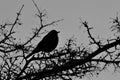 Silhouette of bird against winter sky Royalty Free Stock Photo