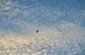 A silhouette of a bird in a blue sky with mottled white cloud background, concept freedom. Royalty Free Stock Photo