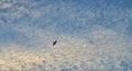 A silhouette of a bird in a blue sky with mottled white cloud background, concept freedom. Royalty Free Stock Photo