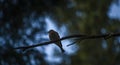 Silhouette of bird on branch of tree with light blue sky Royalty Free Stock Photo