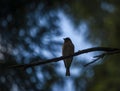 Silhouette of bird on branch of tree with light blue sky Royalty Free Stock Photo
