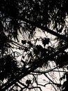 Silhouette Bird Camouflaged in The Bushe Royalty Free Stock Photo