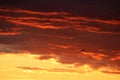 Silhouette bird colored clouds sky at sunset