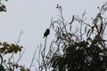 A silhouette of a bird in the dark. It perched upon a small tree in the dawn Royalty Free Stock Photo