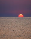 Silhouette bird drifting on the sea in the sunrise light Royalty Free Stock Photo