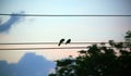 Silhouette of Bird on the electric wire cable on Blue background