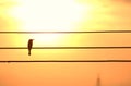 Silhouette of bird on the electric wires Royalty Free Stock Photo