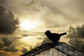 Silhouette bird escaping from the cage. Freedom concept Royalty Free Stock Photo