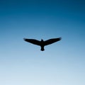 Silhouette of a bird in flight Royalty Free Stock Photo