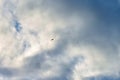 Silhouette of bird flying in blue sky with white clouds Royalty Free Stock Photo