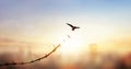 Silhouette of bird flying and broken barbed wire at blurred city sky sunset background