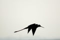 Silhouette of a bird flying on a clear evening Royalty Free Stock Photo
