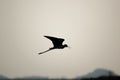 Silhouette of a bird flying on a clear evening Royalty Free Stock Photo