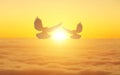 Silhouette bird flying at dusk against an orange sunset Royalty Free Stock Photo