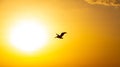 silhouette of a bird flying in front of the sun Royalty Free Stock Photo