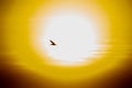 silhouette of a bird flying in front of the sun Royalty Free Stock Photo