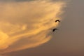 Bird flying near to cloud