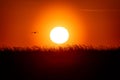 Silhouette of bird and grass on sunset with back lite and sun on backgound