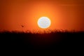 Silhouette of bird and grass on sunset with back lite and sun on backgound