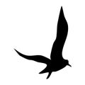 Silhouette of Bird isolate on white background. for web and mobile vector illustration Royalty Free Stock Photo