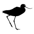 Silhouette bird Long billed curlew on a white background