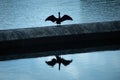 Silhouette of a bird with open wings standing on a stone block, with its image reflected in waters