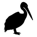 Silhouette bird pelican on a white background Royalty Free Stock Photo