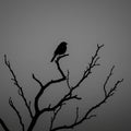 Silhouette of a bird perched on the branch of a barren tree, set against a gray sky. The Royalty Free Stock Photo