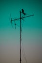 Silhouette Of A Bird Perched On A Television Antenna On The Turquoise Background
