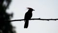 Silhouette of a bird perched on a thin branch, set against a clear sky Royalty Free Stock Photo