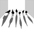 Silhouette of bird. Pigeon walking on the floor. Look like gangs