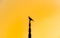 Silhouette Bird on roof stick tops on yellow sky