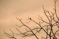 Silhouette of bird sitting on the brances of dried tree during