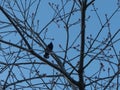 Silhouette bird sitting tree branch background Royalty Free Stock Photo