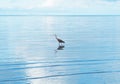 Silhouette bird standing in the blue sea