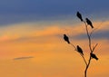 Silhouette bird at sunset