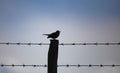 Silhouette of a bird on a wire