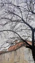 Silhouette of Birds on a Bare Tree Branch with Historic Building Background Royalty Free Stock Photo