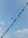 Silhouette birds on blue sky