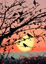 Silhouette of birds on the branches of a tree at sunset Royalty Free Stock Photo