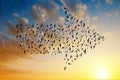 Silhouette of birds flying in arrow formation.