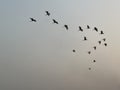 Silhouette of Birds flying during autumn sunset.
