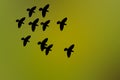 2 silhouette birds flying light golden yellow background Royalty Free Stock Photo