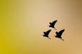 silhouette birds flying light golden yellow background Royalty Free Stock Photo