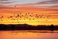 silhouette of birds flying over sanctuary at sunset Royalty Free Stock Photo