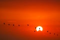 silhouette birds flying on sea and sunset sky Royalty Free Stock Photo