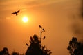 SIlhouette of birds,flying and sitting on the brances of dried tree