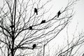 Silhouette birds on tree and branches.