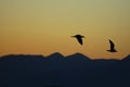 silhouette of a birds. Two seabirds flying together at sunset. Royalty Free Stock Photo